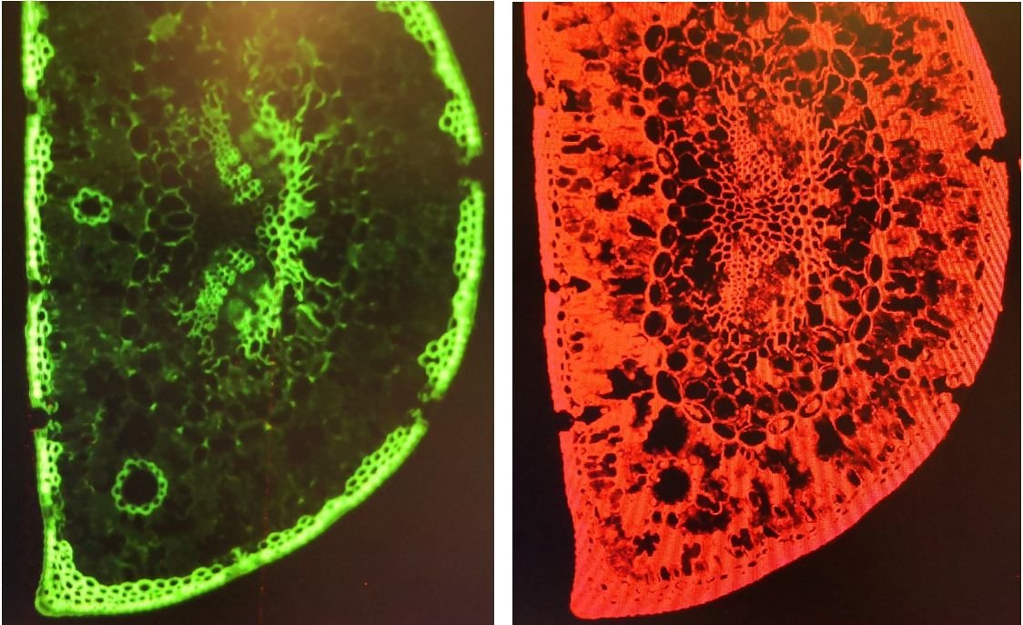 BIO2020_Fluoreszenzmikroskopie_4 (c) KFG